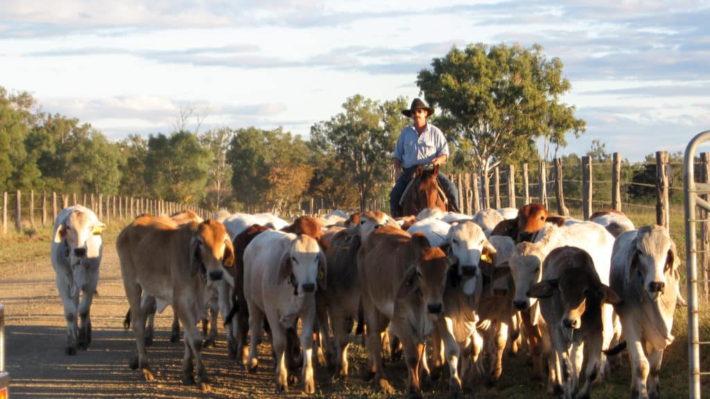 Cattle Station in Australia