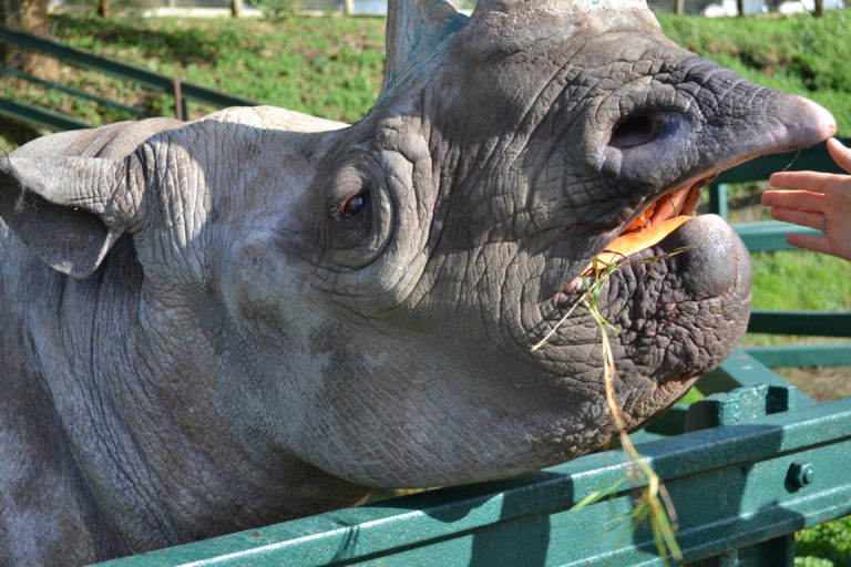 A Weekend Visiting Port Lympne Hotel & Zoo - Sophie's Suitcase