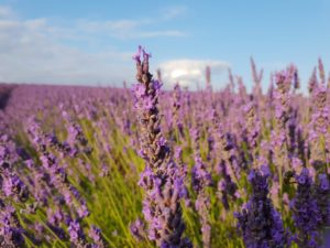 Hitchin Lavender Fields