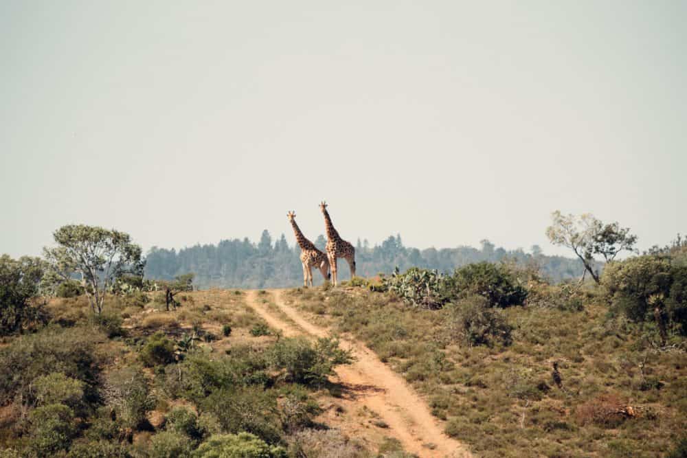 Bucket List Adventures Safari Africa