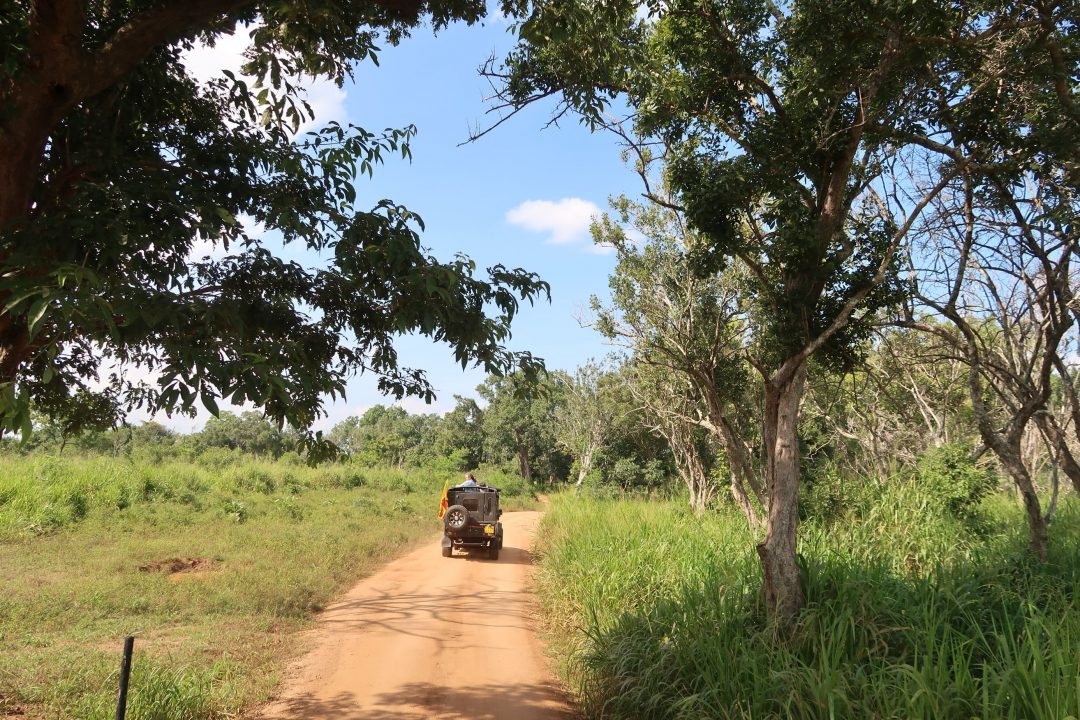 Elephants in Sri Lanka at Minneriya National Park - Sophie's Suitcase