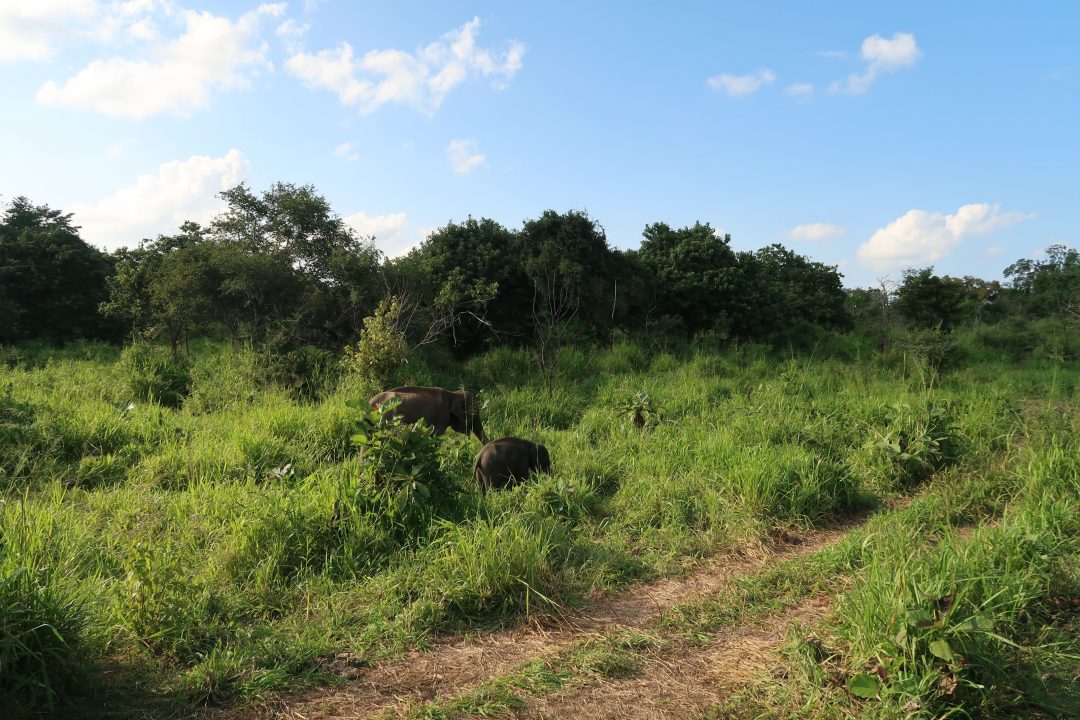 Elephants in Sri Lanka at Minneriya National Park - Sophie's Suitcase