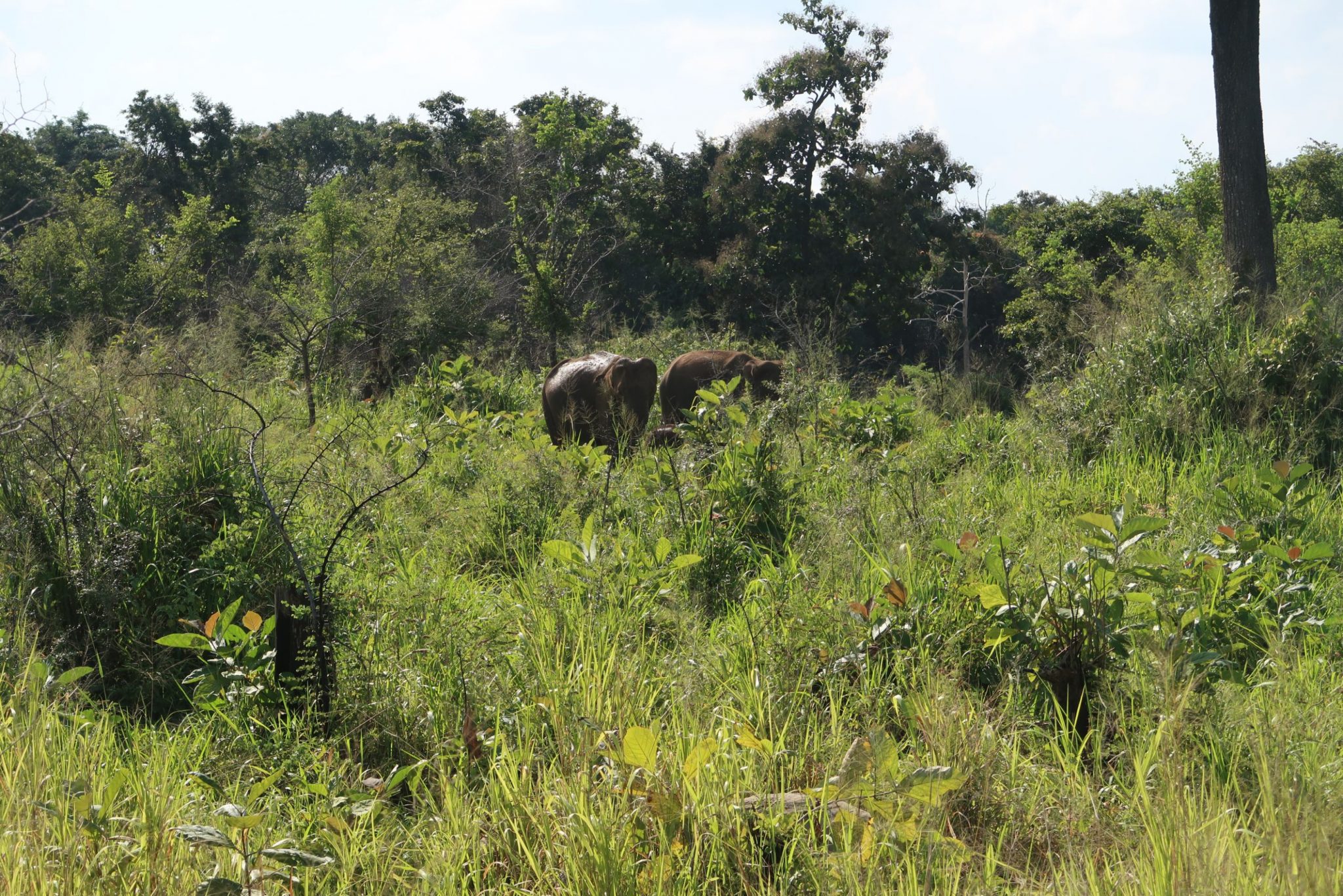 Elephants in Sri Lanka at Minneriya National Park - Sophie's Suitcase