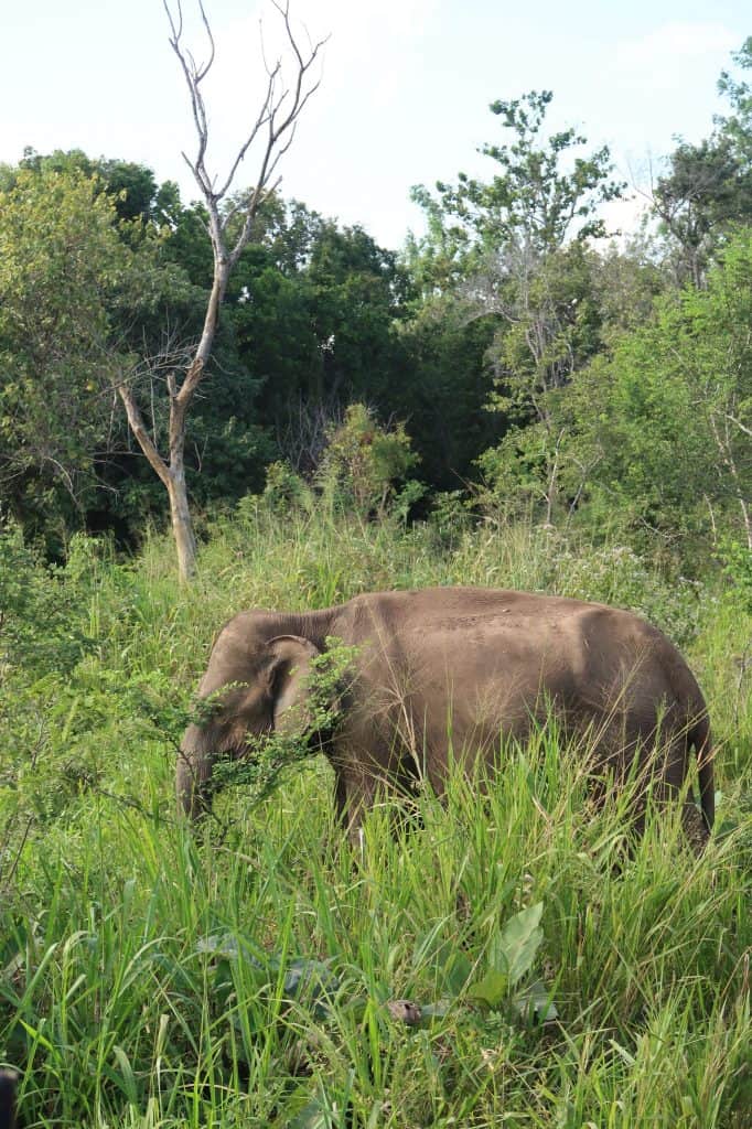 Elephant Safari Sri Lanka