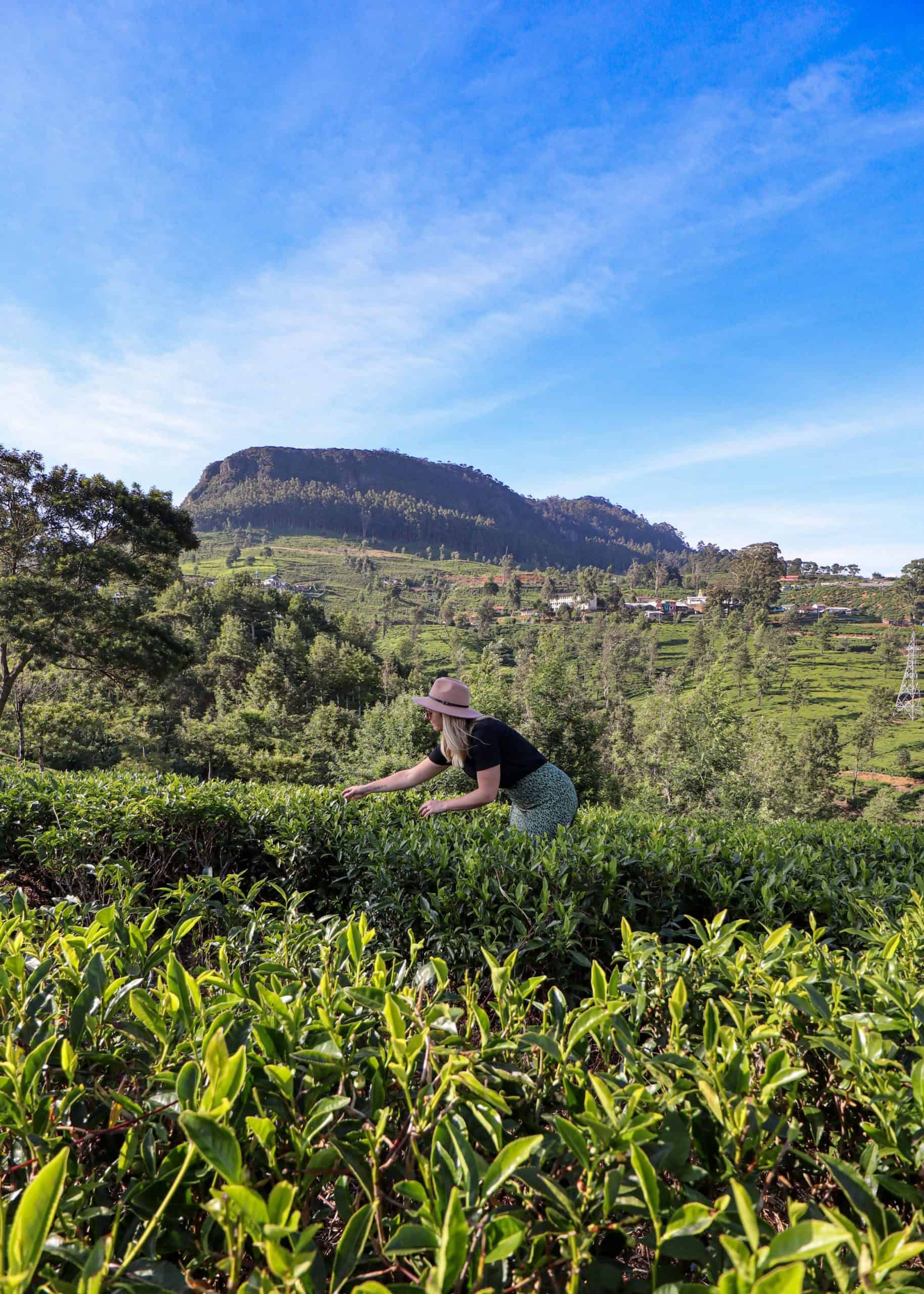 A visit to Pedro Tea Factory Tour in Nuwara Eliya Sri Lanka - Sophie's ...