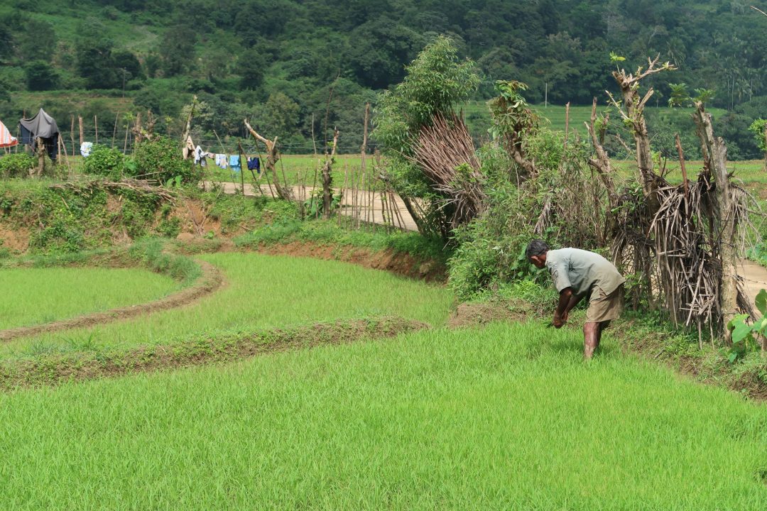 Hiking Mini World’s End, Riverston and The Knuckles in Sri Lanka ...