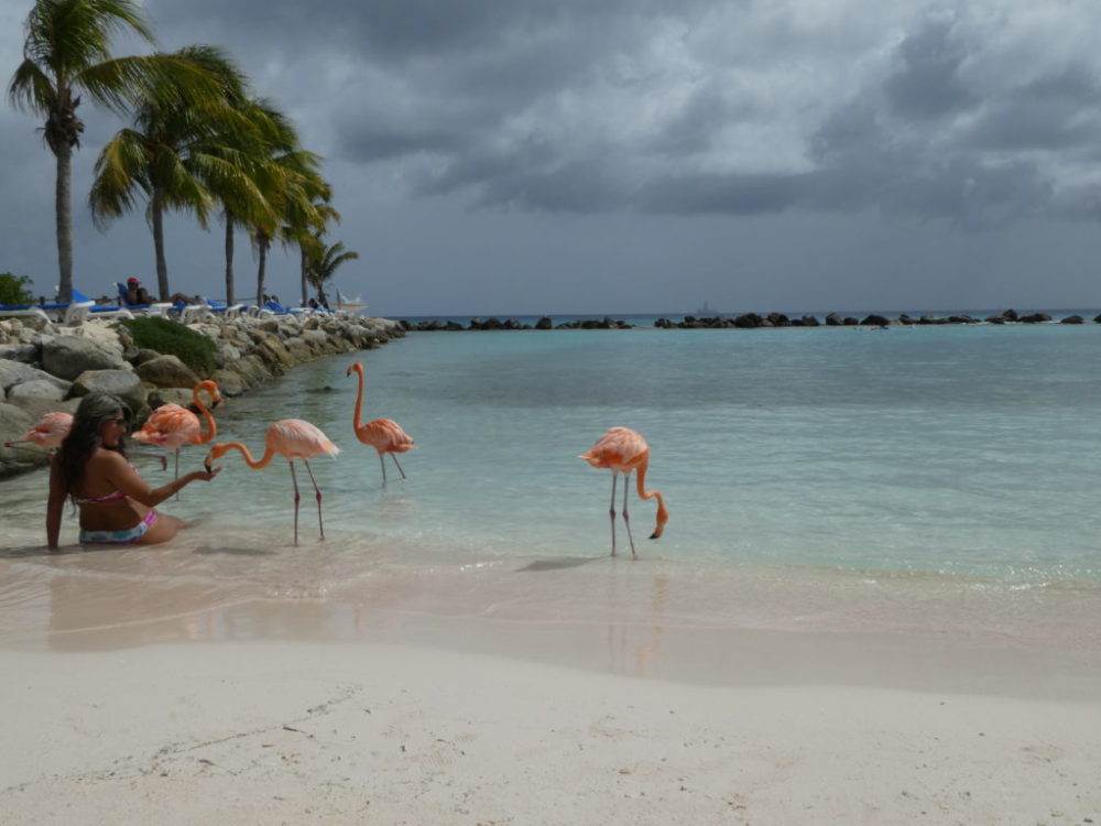 flamingos aruba