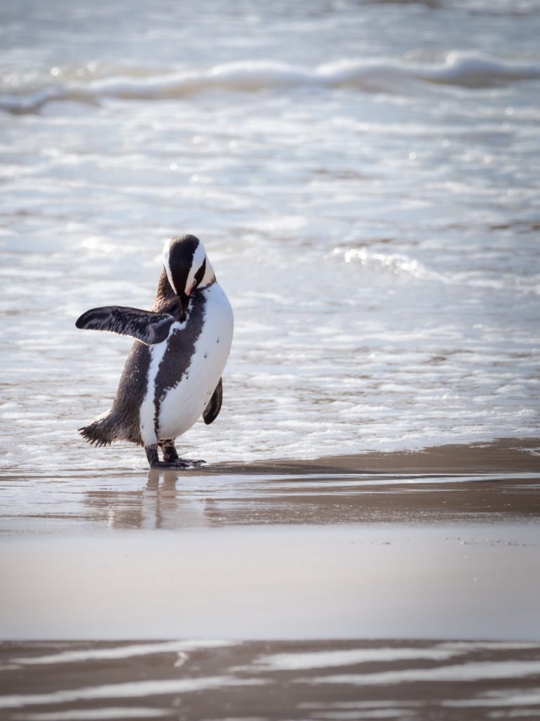 penguins south africa