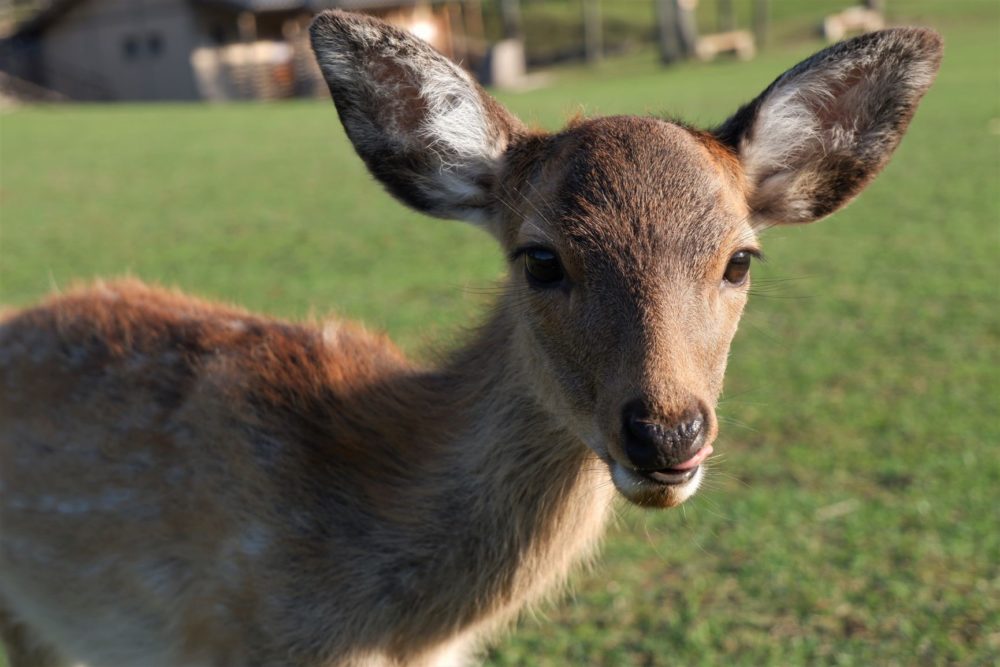 Osaka Itinerary - Day Trip to Nara