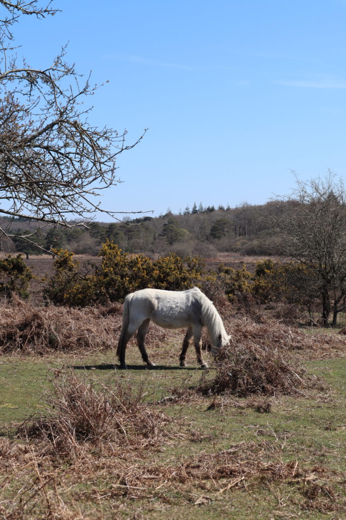 new forest