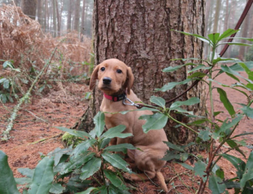 5 THINGS TO KNOW BEFORE GETTING A PUPPY COVER IMAGE (1)